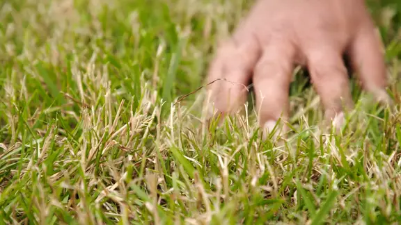 Im Rasen hat sich ein einjährige Wildgras breit gemacht, das schnell vertrocknet.