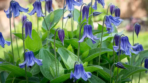 npk dünger garten Volldünger NPK 15-15-15 Frühjahr, Sommer und Herbst – TerraDomi Onlineshop main image 1