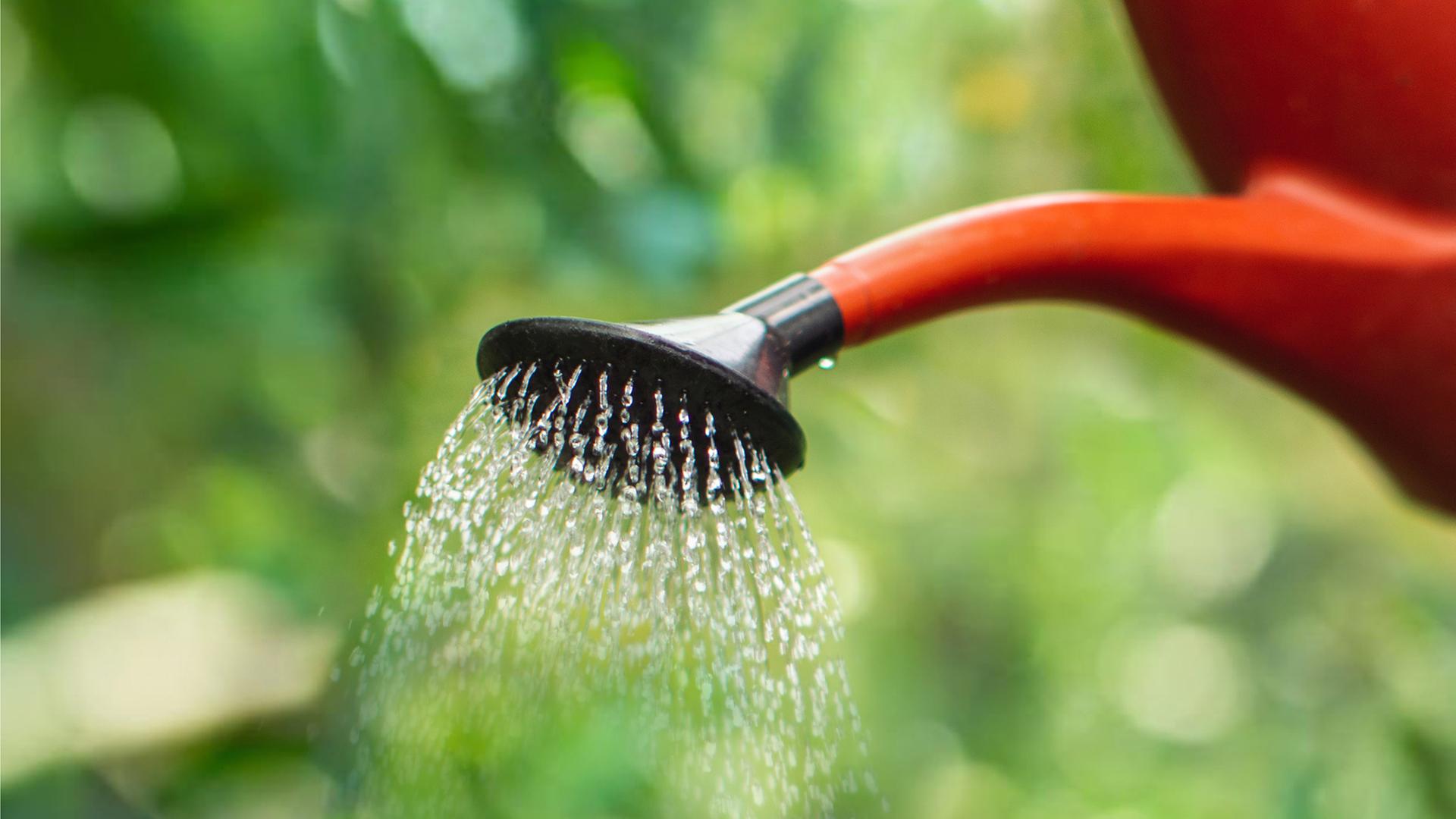 Aus einer roten Gießkanne werden Pflanzen im Garten bewässert. | istock/getty images