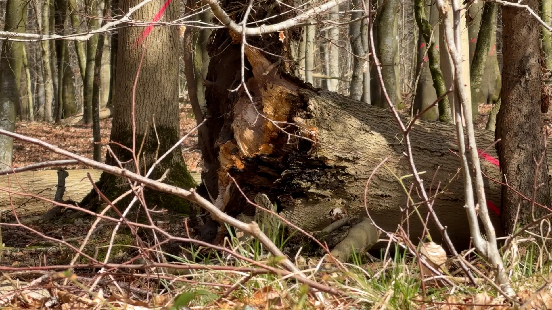 Tragisches Unglück: Drei Menschen bei Satrup von Baum erschlagen