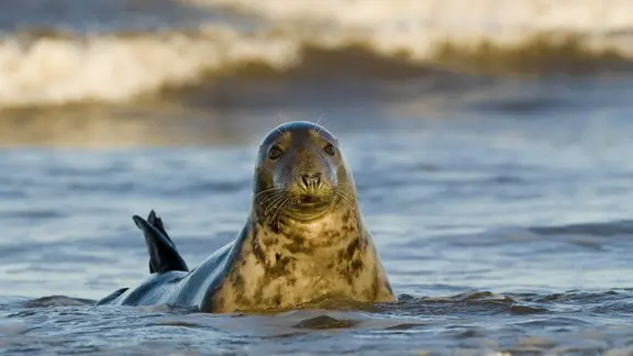 Kegelrobbe (Halichoerus grypus) im Wasser