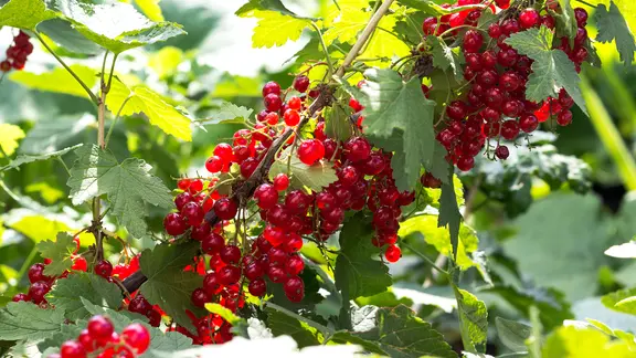 Rote Früchte am Johannisbeerstrauch