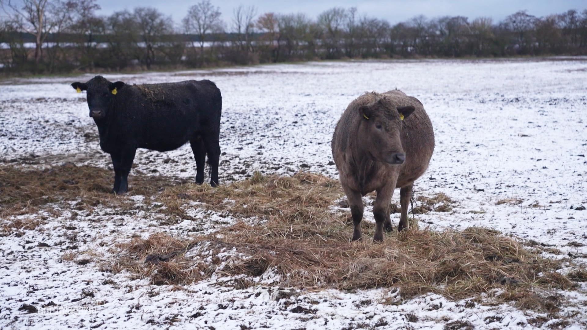 Bauer Dudziak und sein Hof im Winter: Fütterungszeit
