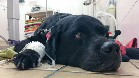 Ein kranker schwarzer Labrador Retriever liegt mit einer Infusion an der Pfote beim Tierarzt.