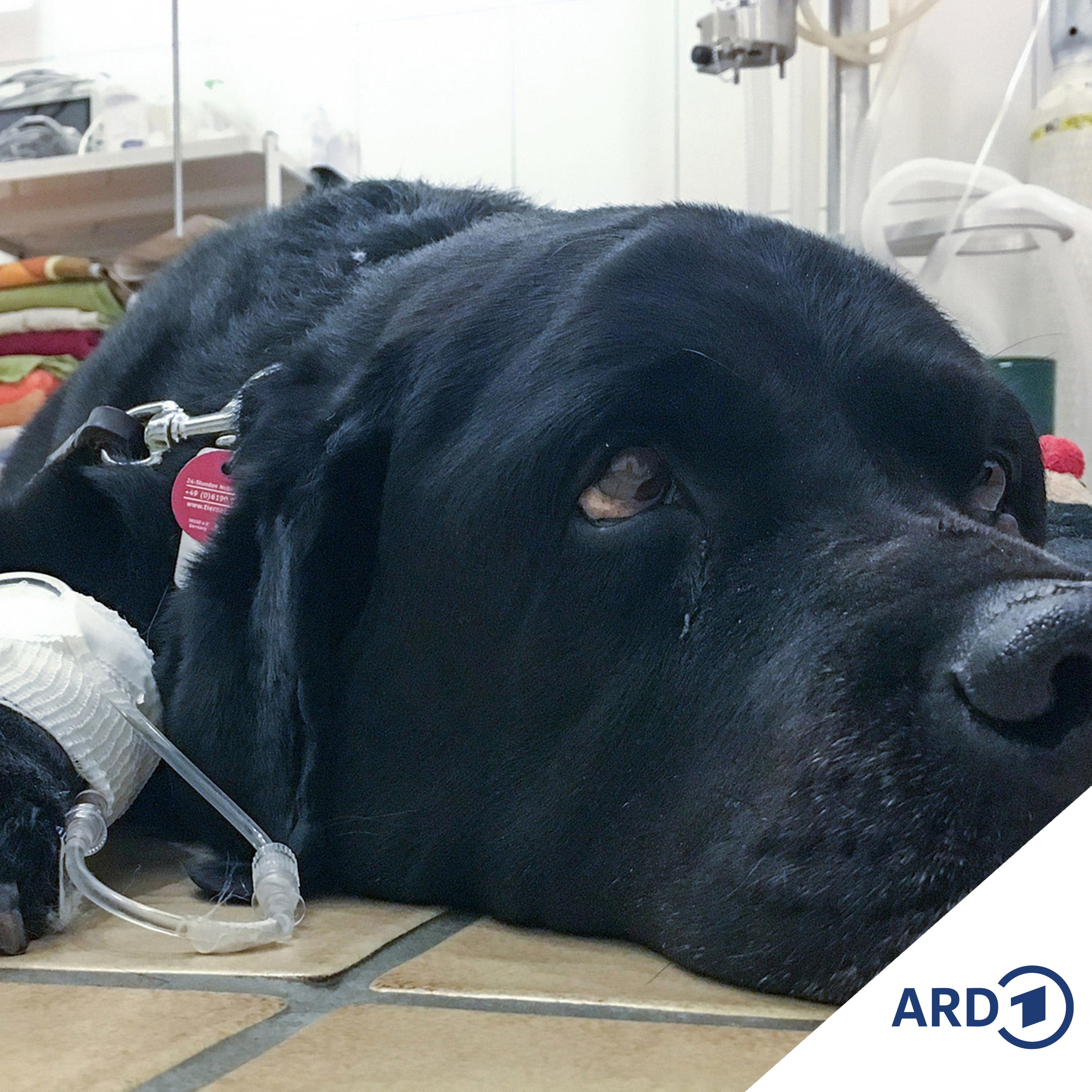 OP für den Hund = 12.000 Euro Tierarztkosten? (Autsch!) episode artwork