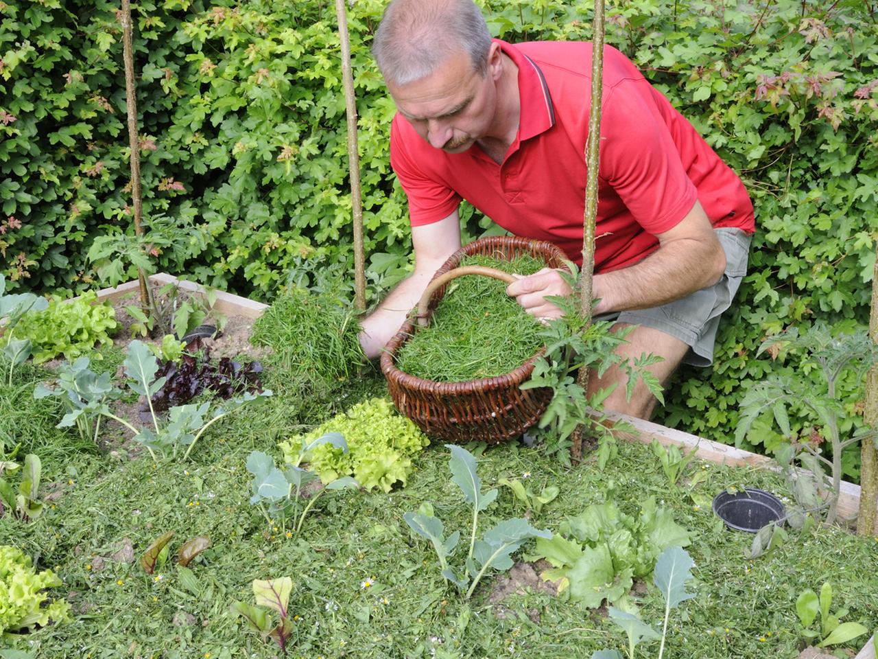 Mulchen mit Rasenschnitt und Rindenmulch: So funktioniert es | ndr.de