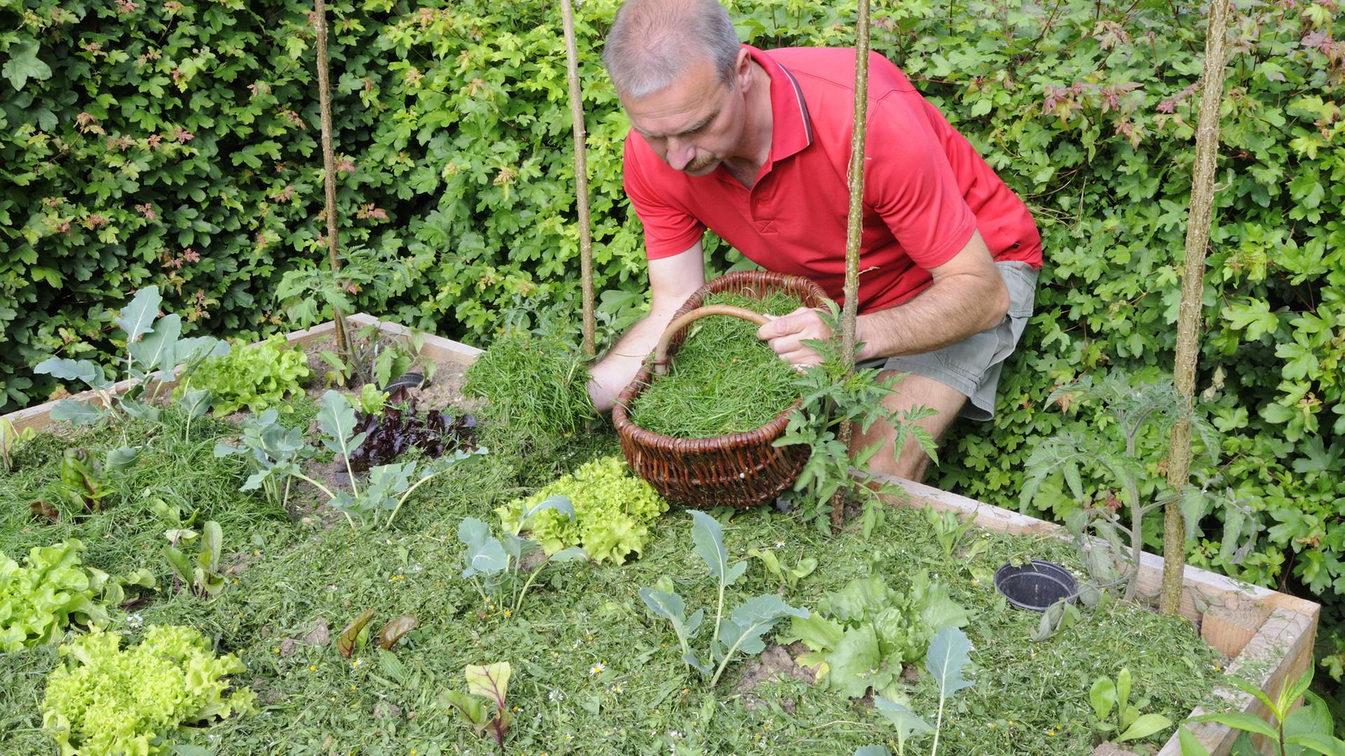 Mulchen mit Rasenschnitt und Rindenmulch: So funktioniert es | ndr.de