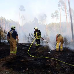 Feuerwehrleute sind in einem Waldstück bei Grabow im Einsatz und löschen den rauchenden Waldboden auf einer etwas lichten Schonung.