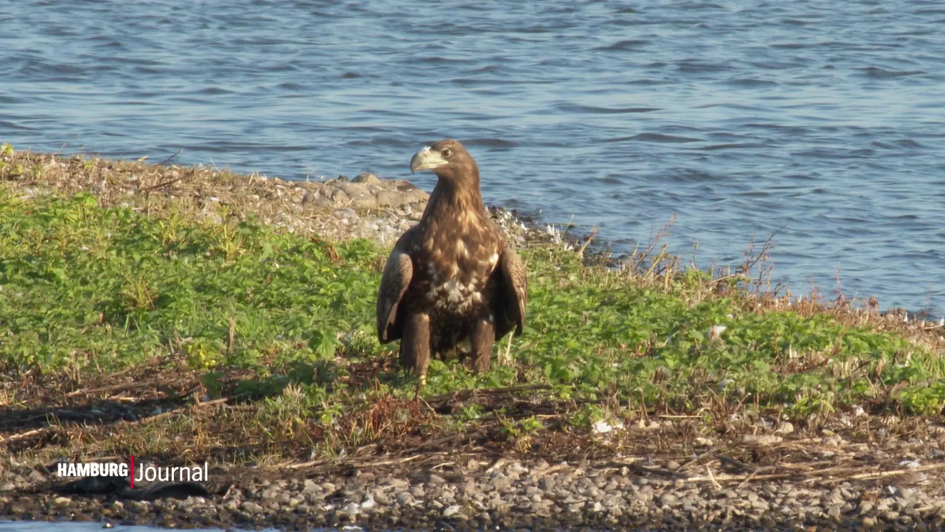 Seeadler in Hamburg: Sensationeller Brutplatz am Windpark