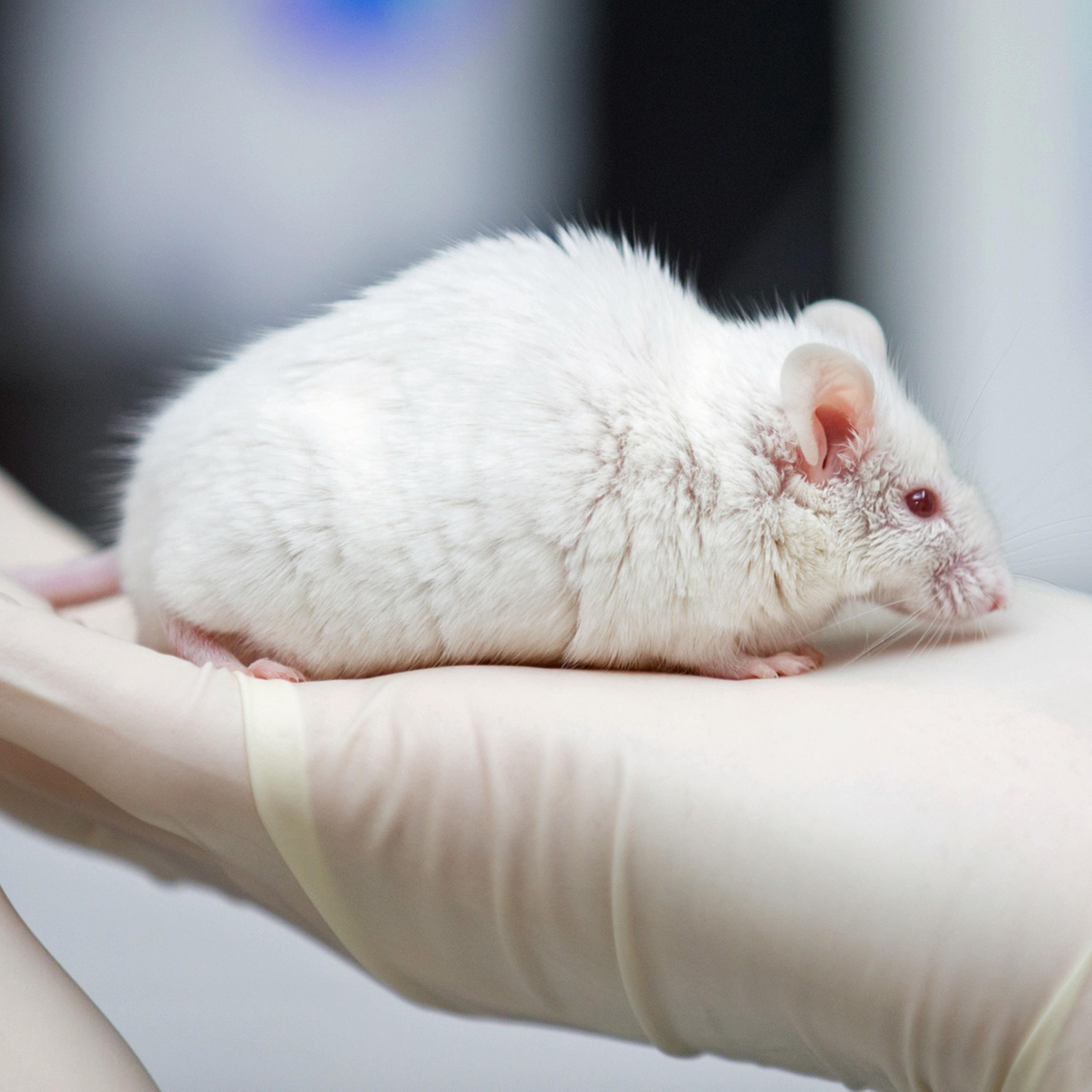 Synapsen – ein Wissenschaftspodcast