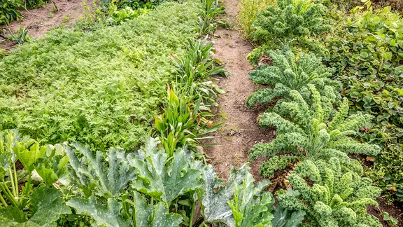 Zwischen Grünkohl wächst Phacelia in einem Beet.