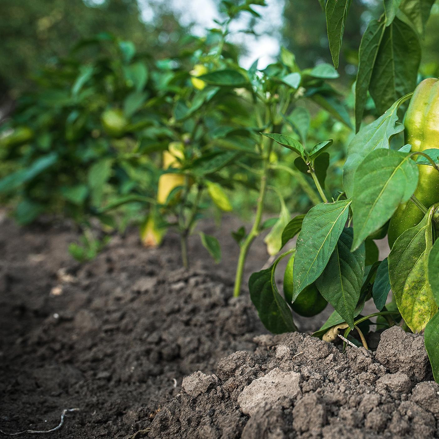 Paprika pflanzen: So gelingt der Anbau in Beet oder Topf | ndr.de