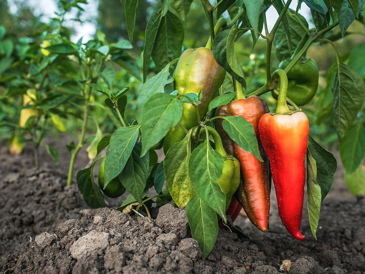 Paprika pflanzen: So gelingt der Anbau in Beet oder Topf | ndr.de