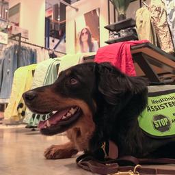 Ein Assistenzhund liegt auf dem Boden in einem Laden.
