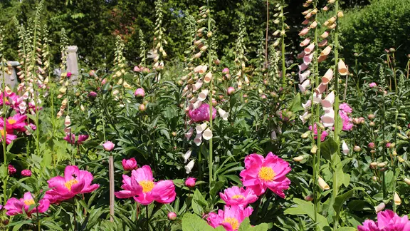 Rosa Fingerhut und andere Blumen im Garten.