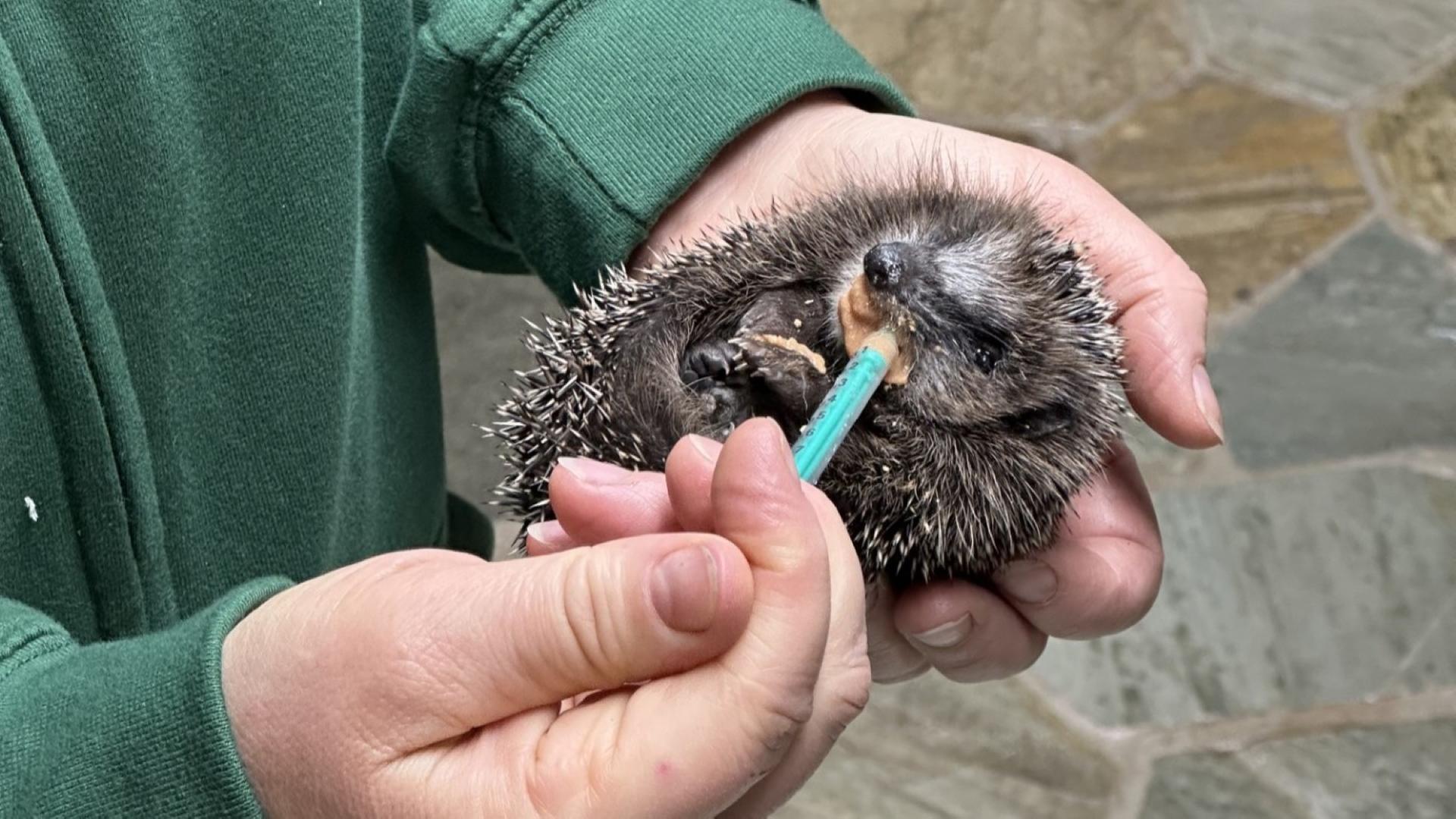 Igelschutz Rostock: Nachtfahrverbot für Mähroboter