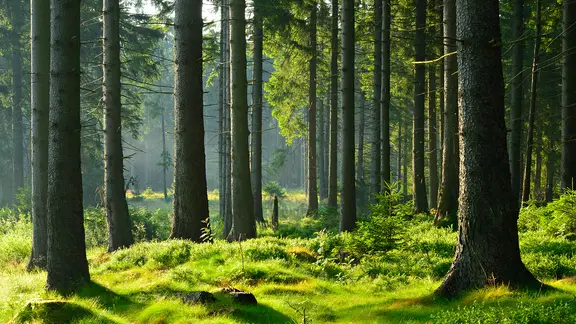 Tannen im Wald.