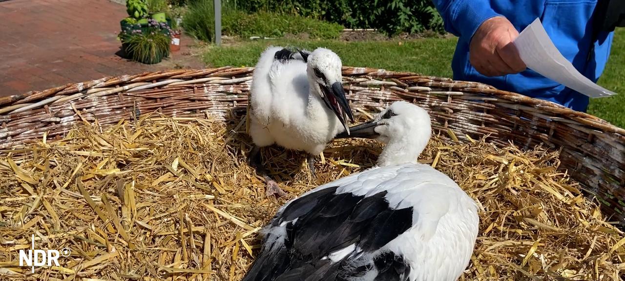 Zwei Jungstörche in einem Nest. | NDR Zwei Jungstörche in einem Nest.