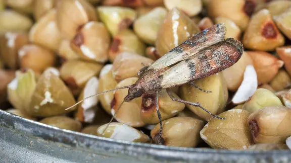 Eine Lebensmittelmotte sitzt auf Buchweizen.