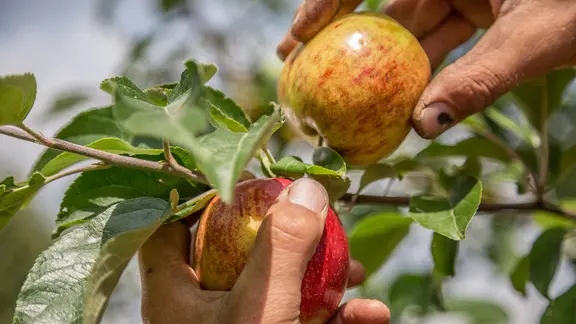 Jemand dreht an einem im Baum hängenden Apfel