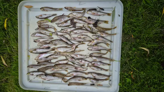 Tausende tote Fische: Flssigdnger verseucht Fluss bei Duderstadt | ndr.de