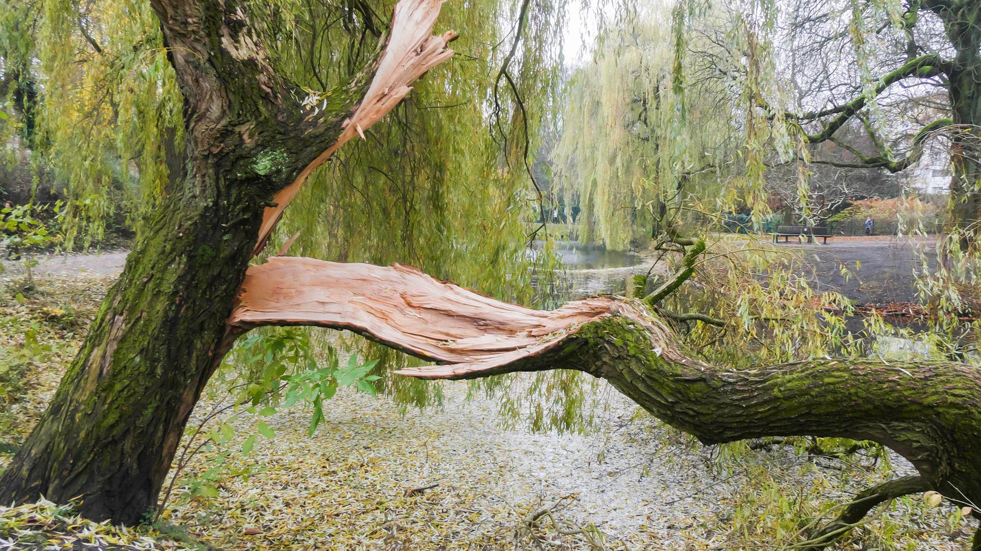 Warmer Sommer in Hamburg: Wenn dicke Äste plötzlich brechen