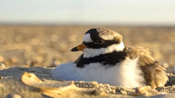 Ein Sandregenpfeifer auf seinem Nest.