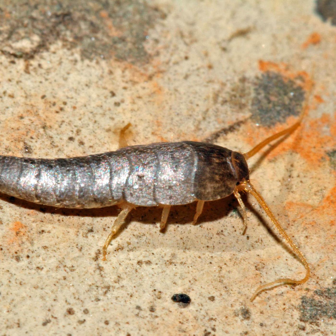 köder für silberfische Dr. Stähler Silberfisch-Köderdose 2 Dosen – Japankoi.net main image 0
