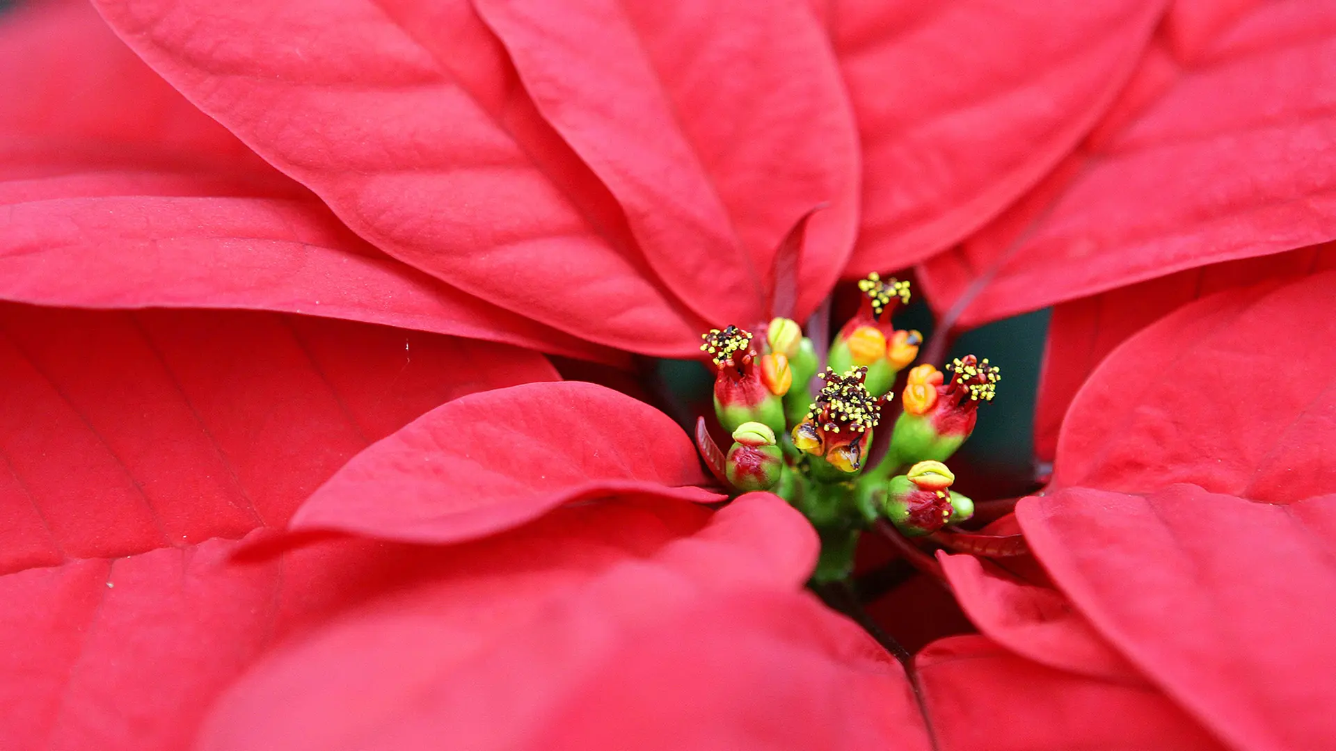 Weihnachtssterne - schn im Winter und im Sommer | ndr.de