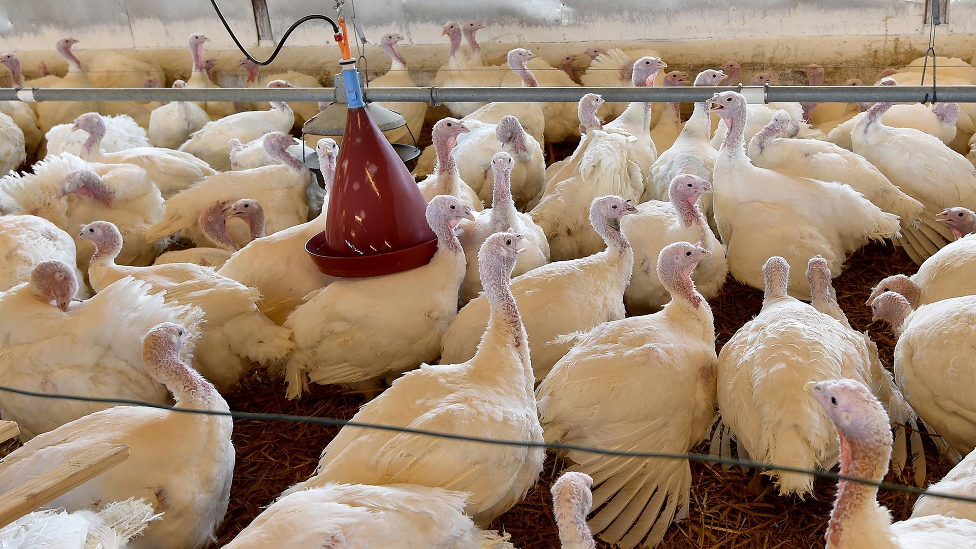 Puten stehen in einem Aufzuchtbetrieb. | picture alliance/ZB/Bernd Settnik, Bernd Settnik