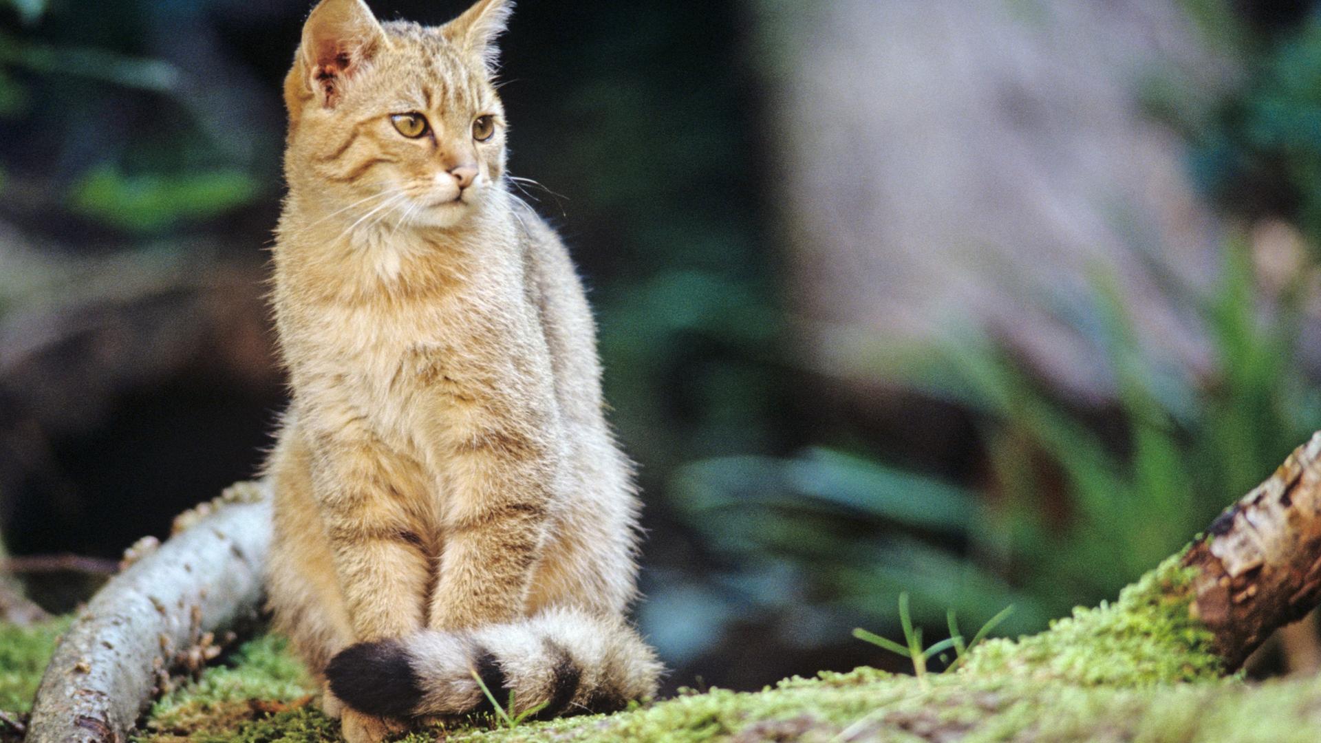 Eine Wildkatze sitzt in einem Wald. | Thomas Stephan/BUND