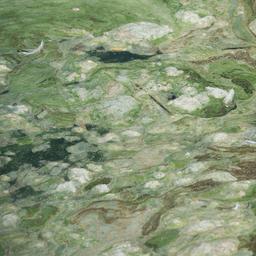 Ein Blaualgenteppich.