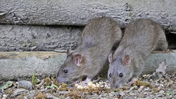 Zwei Ratten auf Futtersuche, dahinter Baumstämme.