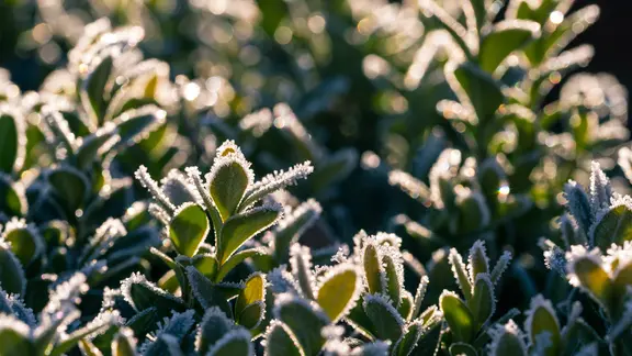 Ein mit Raureif überzogener Buchsbaum