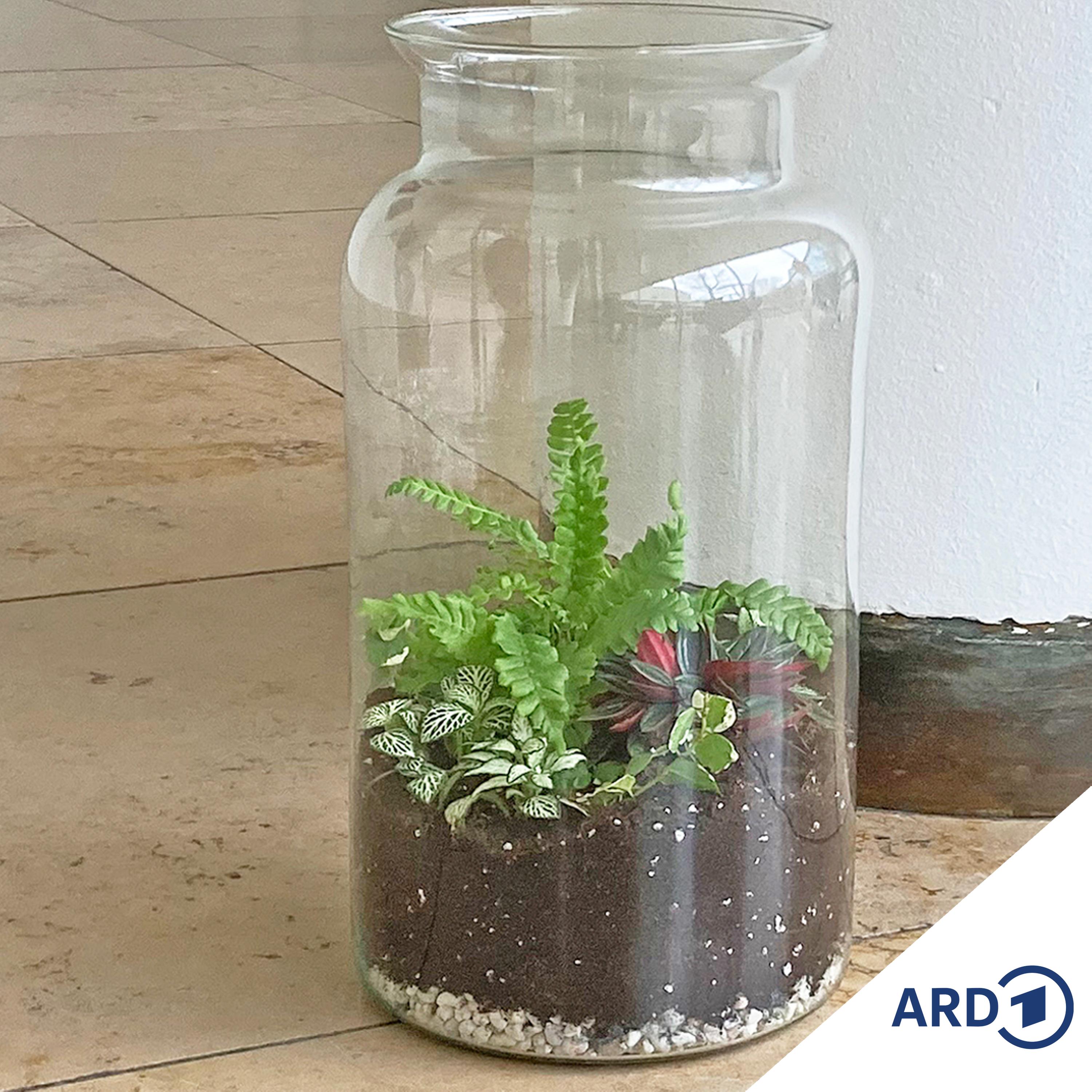 Im Grünen Bereich – Der NDR Gartenpodcast