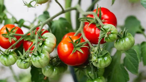 Rote und grüne Tomaten am Strauch.