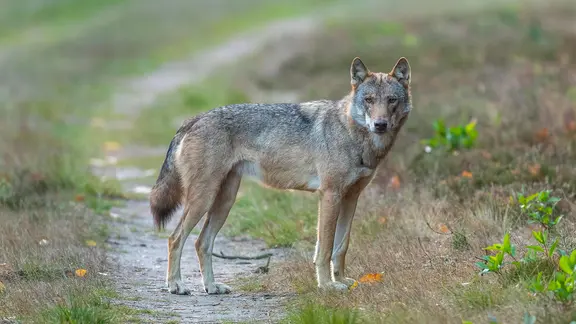 Ein Wolf steht auf einem Weg bei Sögel im Emsland.