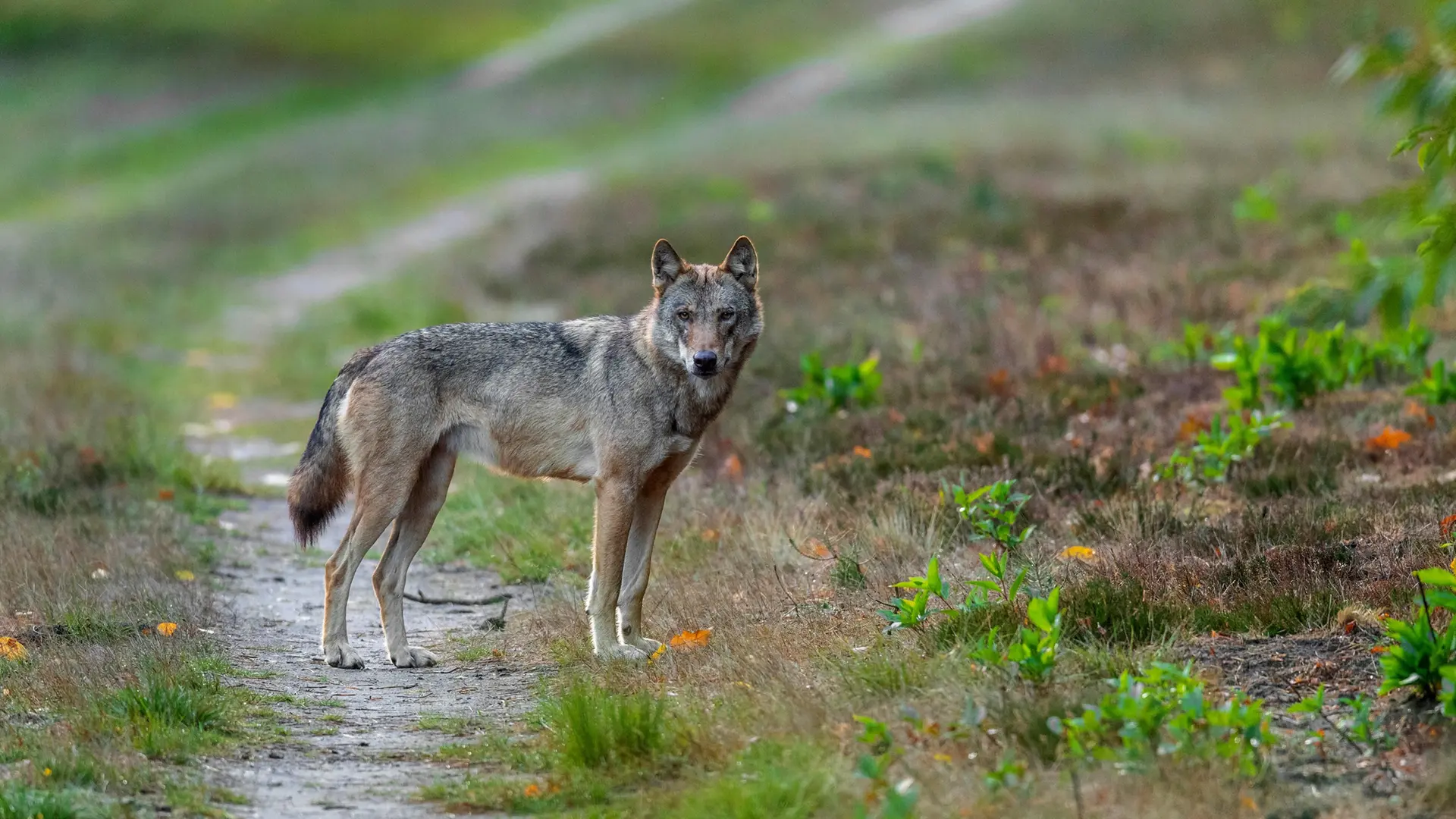 Umweltbehörde bestätigt: Wolf im Hamburger Westen gesichtet