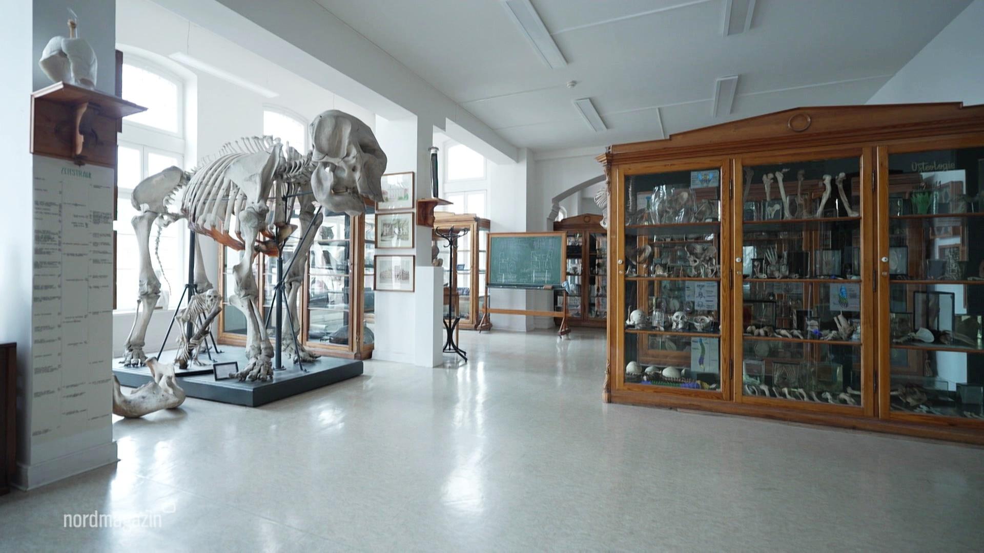 Komplizierte Rückgabe menschlicher Überreste aus Kolonialkrieg