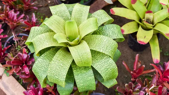 Bromelien pflegen und vermehren: Tropisches Fair fr Zuhause | ndr.de