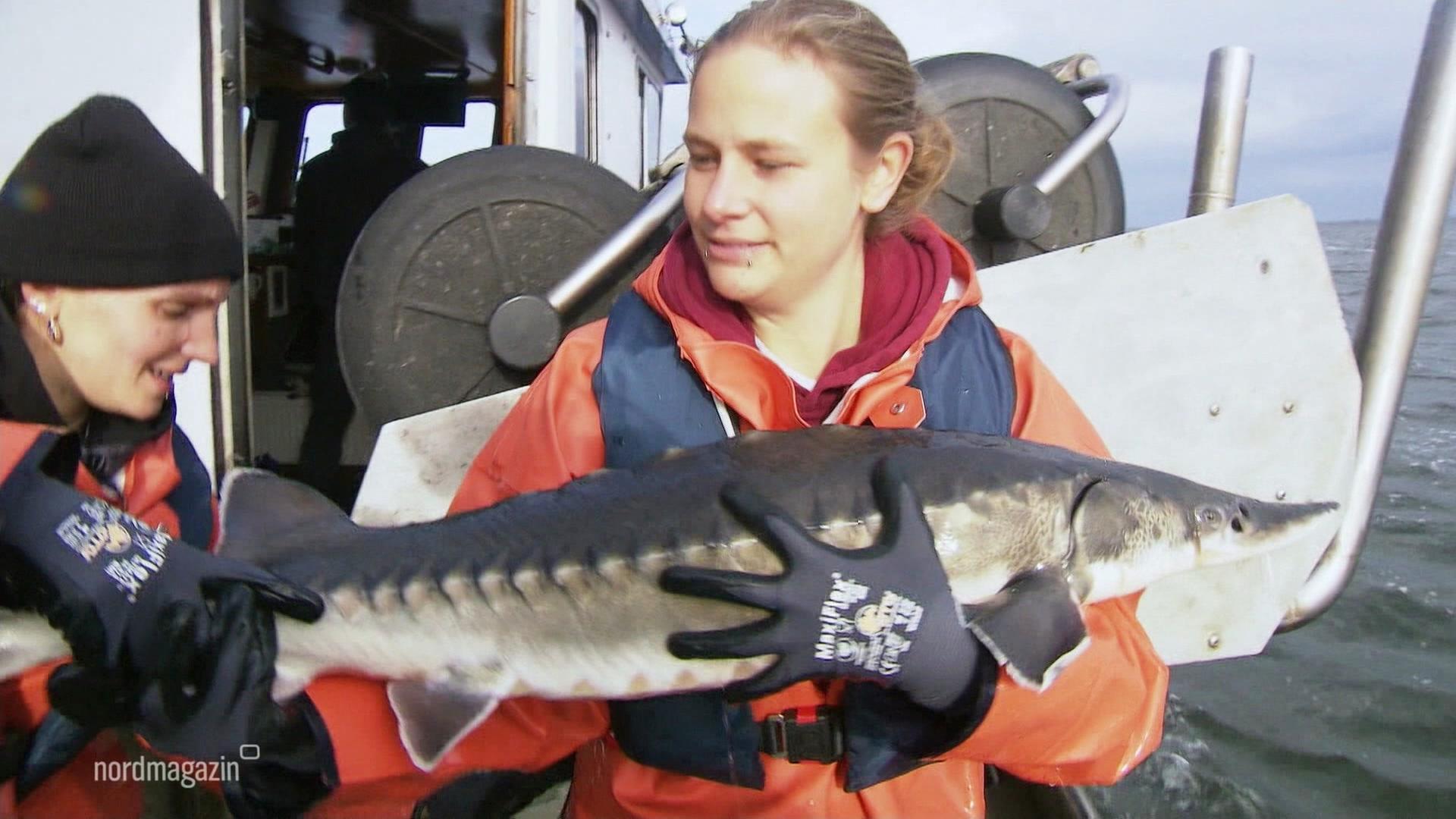 Zeitreise: Die Rettung des Baltischen Störs