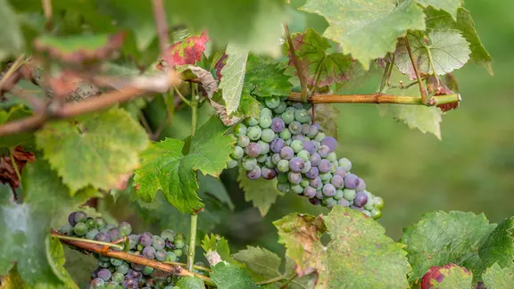 Weinrebe mit Trauben
