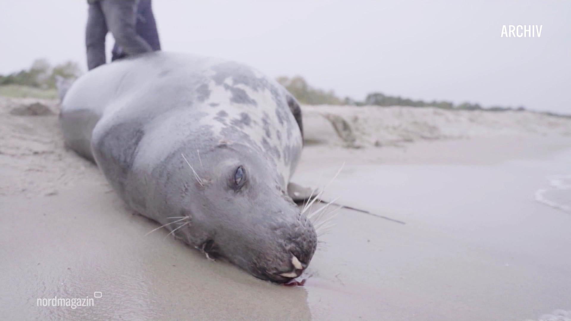 Tote Kegelrobben: Strafbefehle für zwei Fischer auf Rügen