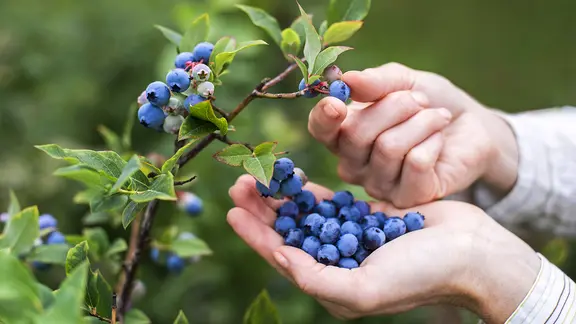 Jemand pflückt reife Heidelbeeren