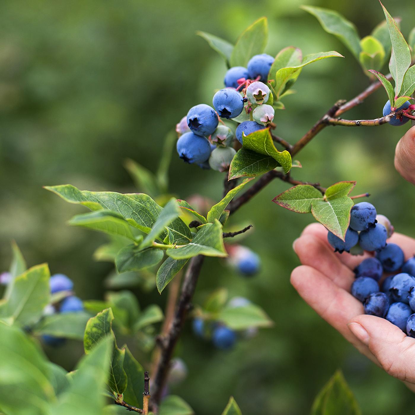 Heidelbeeren pflanzen: So gedeiht der Strauch in Kbel und Beet | ndr.de