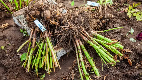 Abgeschnittene und ausgegrabene Dahlienknollen liegen auf einem Ziegelstein | NDR, Udo Tanske Abgeschnittene und ausgegrabene Dahlienknollen liegen auf einem Ziegelstein