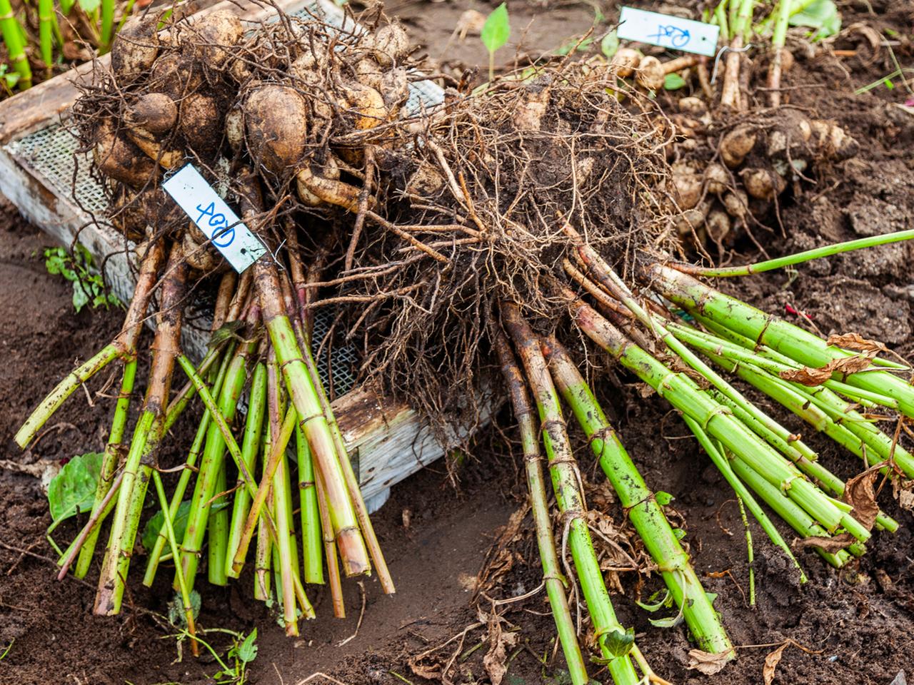 dünger für rasen im frühjahr Bio Rasendünger Frühjahr – Organischer Frühjahrsdünger