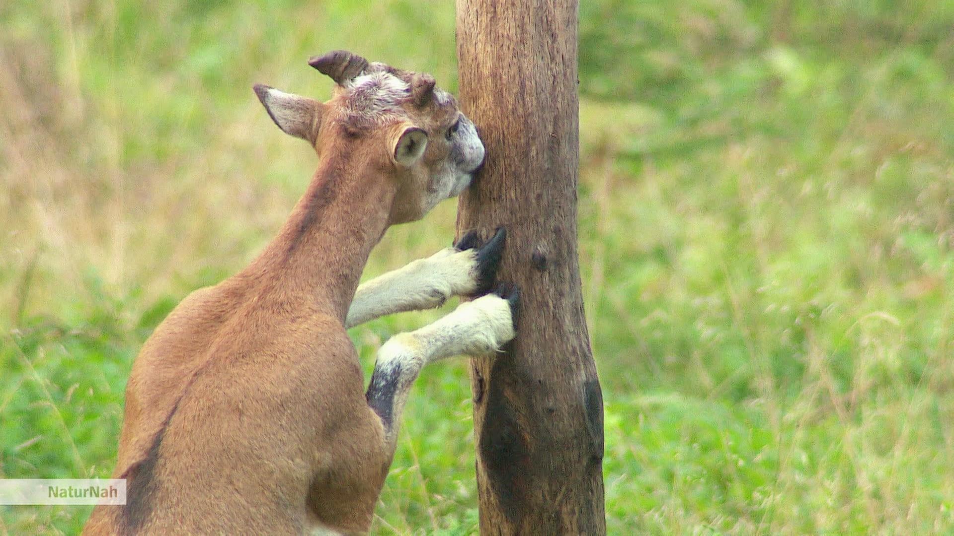 NaturNah: Mufflons – Wilde Schafe in Niedersachsen