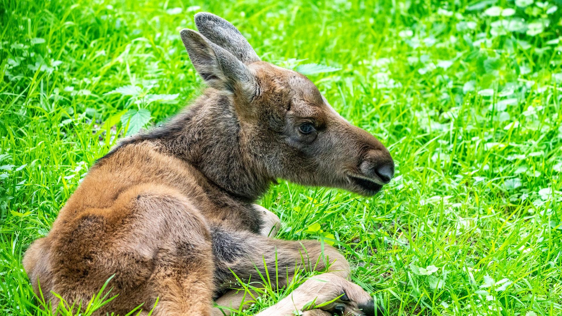 Elchnachwuchs: Freudige Nachrichten aus dem Zoo Rostock