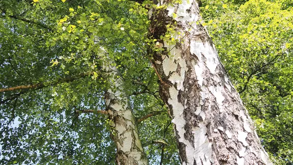 Die gemeine Birke (Betula pendula) | ndr.de